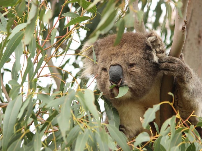 A koala at the You Yangs. Picture: Supplied by Koala Clancy Foundation