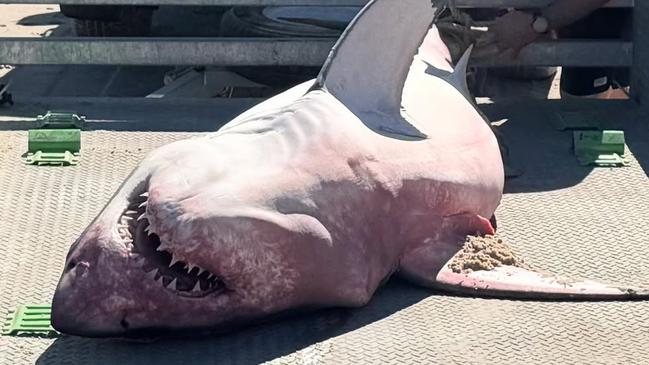 The incident comes amid a spike in shark sightings across South Australia’s coast in recent weeks. Picture: Benjamin Neville @offpiste4wdtours