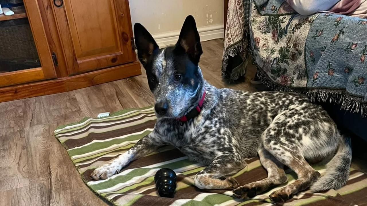 Three year old blue heeler, Ace was shot dead. Picture: 9 News