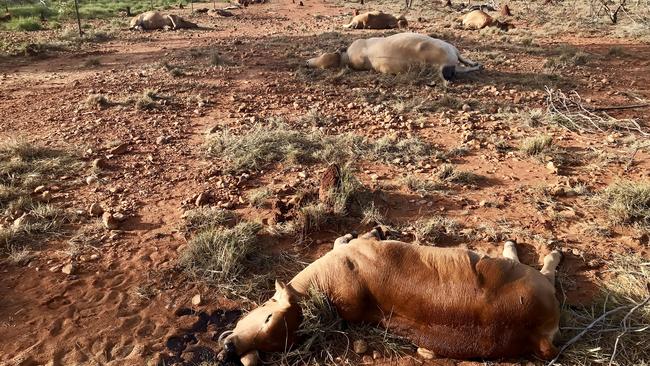 Dead cattle on Curley Family Properties in Cloncurry. Photo Jacqueline Curley Photography