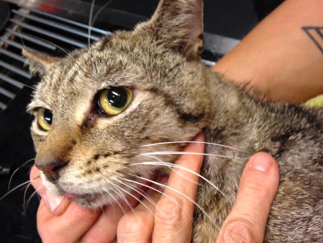 Paralysed Cat In Woolloomooloo Sparks Fear Ticks Have Infiltrated