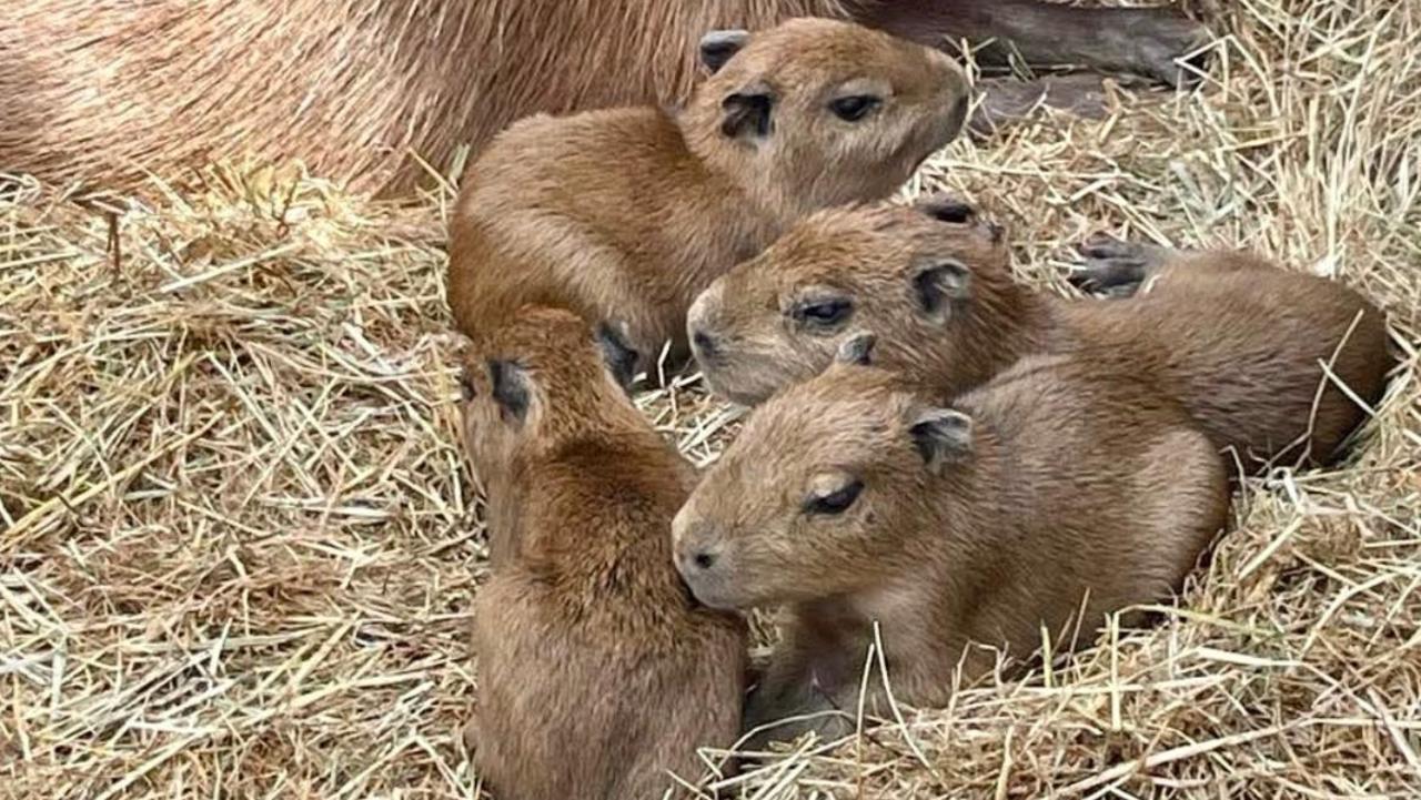 Adorable capybara quadruplets born to first-time Mum