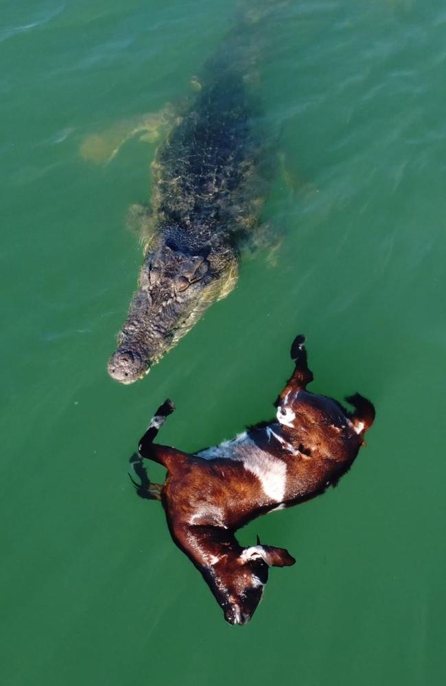 A croc takes his snack for a swim at Pittard Spit. Picture: Adam Kenna