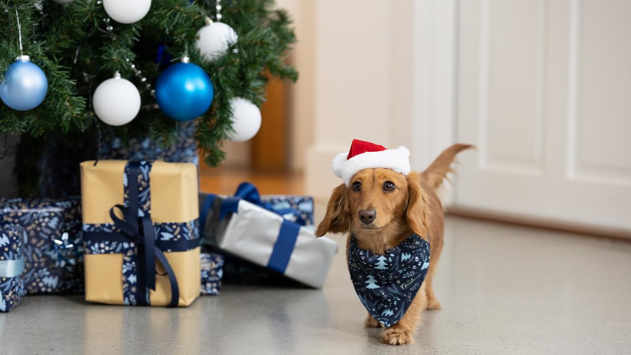 Christmas for pets: PetStock experts give advice on how to keep our ...