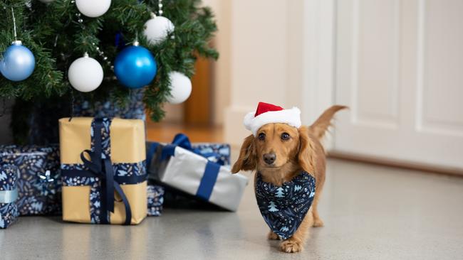 PetStock’s expert vets have put together a guide for pet owners to keep their furry friends safe during silly season. Image: supplied.