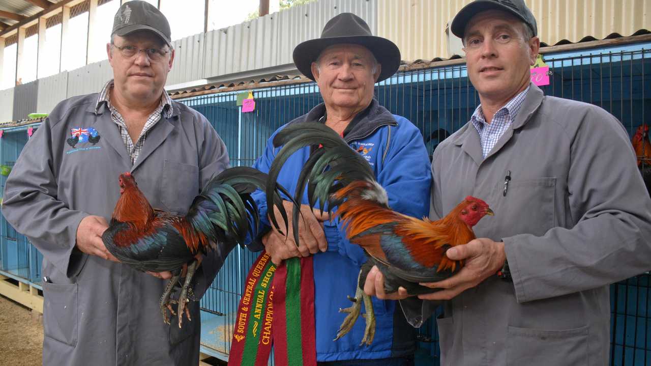 All game fowl trained up for big state show | The Courier Mail