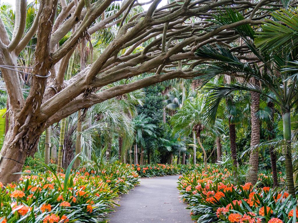 Botanic garden alley, walkway. Sydney Royal Botanic Gardens alley with tree and orange flowers. Escape 21 July 2024 Why I Travel Photo - Getty Images