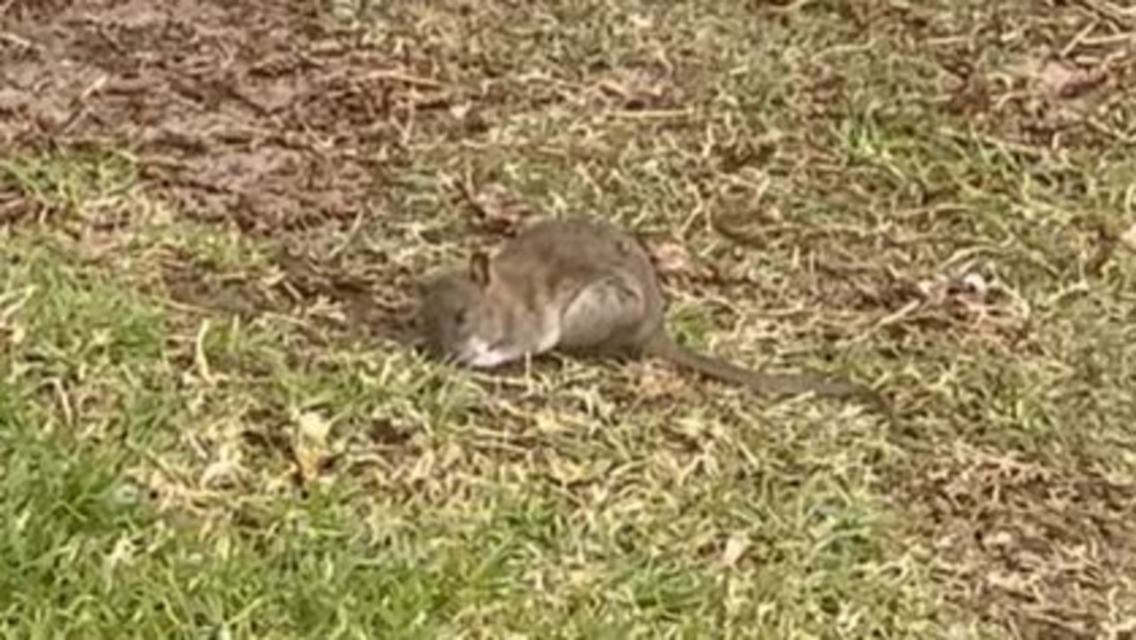 Pet owners told to beware rat baiting at Coogee after reports of dogs  ingesting poison