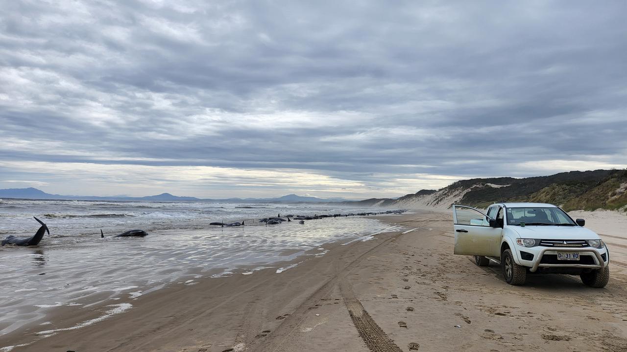 STRAHAN, AUSTRALIA - SEPTEMBER 21: In this handout image provided by Huon Aquaculture, whales are seen beached along the shoreline on September 21, 2022 in Strahan, Australia. Hundreds of whales pilot have become stranded at Macquarie Harbour on Tasmania's west coast in a mass stranding event. (Photo by Huon Aquaculture via Getty Images)