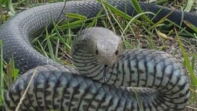 An eastern brown snake in a defensive position in a Bringelly backyard in April 2018. Picture: Sean Cade / Australian Snake Catchers