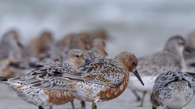 Robbins Island, in Tasmania's far northwest, is home to thousands of migratory and resident bird species. Picture: Bob Brown Foundation