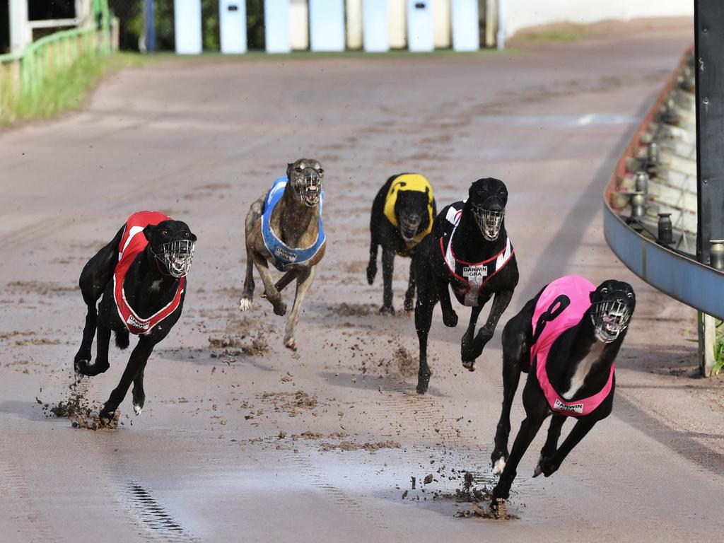 Greyhound best sale racing sky