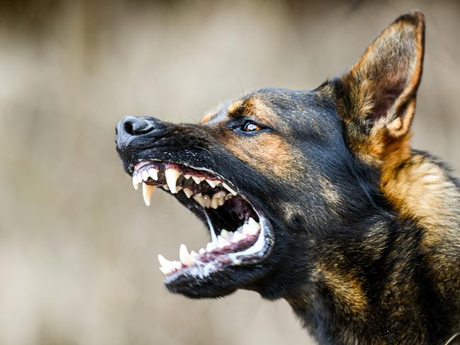 German shepherds are among the dog breeds which some owners fail to train properly.