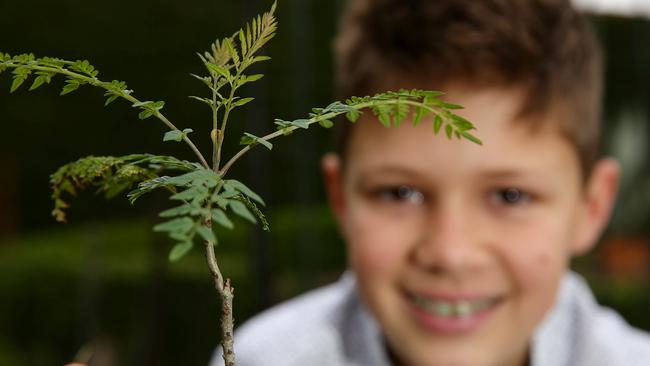 Dan Pickles is plotting unwanted jacaranda seedlings and seeds and growing them until they are ready for adoption to be planted throughout Macarthur. (AAP IMAGE / Carmela Roche).