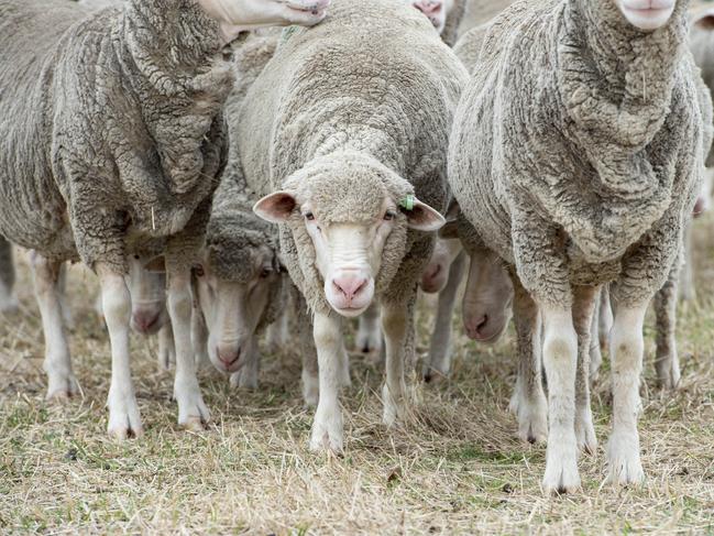 WOOL PRICEWool price has opened the year strong and wool producer Steven Wishart, from Burnbrae Poll Merinos.Pictured: Generic sheep. Merino.PICTURE: ZOE PHILLIPS