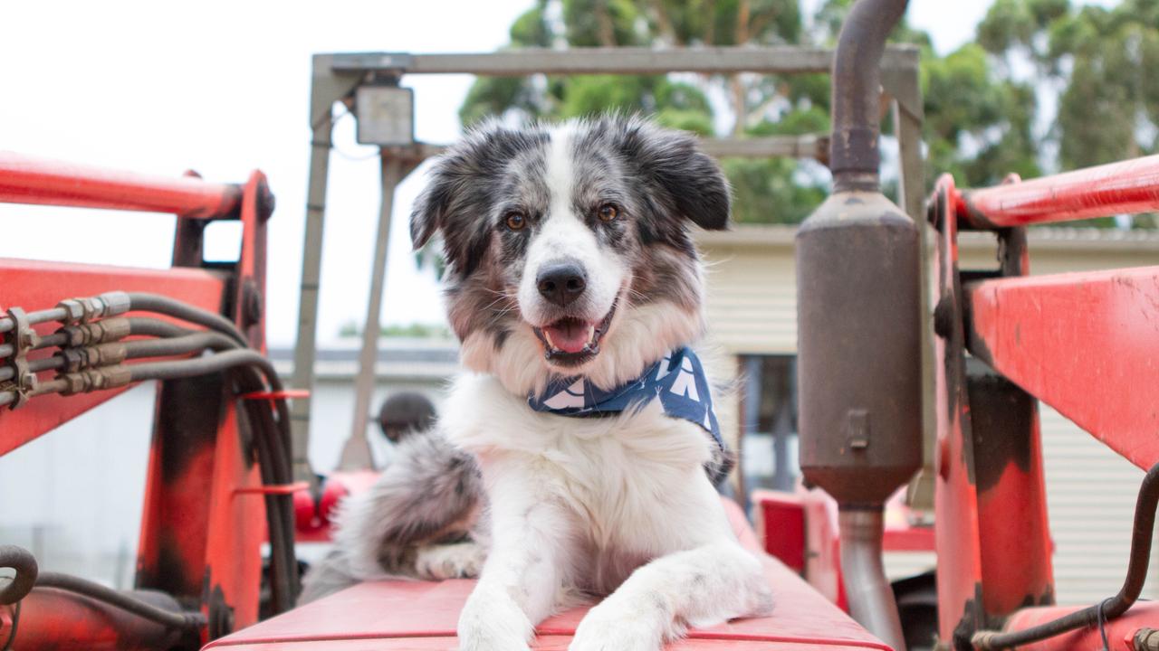 Border collie best sale koolie cross