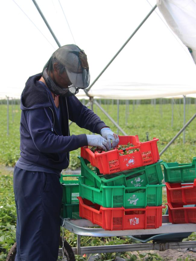 There’s a short supply of seasonal agriculture workers in WA, so the State Government is offering cash incentives to local young people. Picture: Emma Field