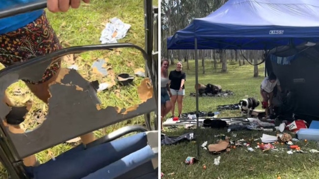 A herd of cows destroyed a campsite near Warwick. Picture: TikTok