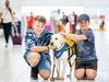 Facility dog Elmo on his first day of work getting a pat from Coby, 11, and Mason, 9, from Melbourne (0406 006 001), on March 28th, 2022, at Adelaide Airport.
Picture: Tom Huntley