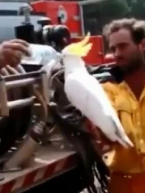 A member of the NSW Rural Fire Service gives a cockatoo a drink from a water bottle as another firefighter holds the bird at Taralga. Picture: NSW RFS.