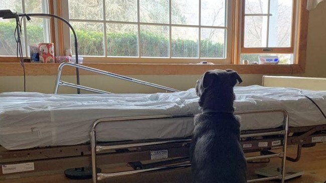 A heartbroken Moose sat quietly beside the empty bed of his now dead owner.