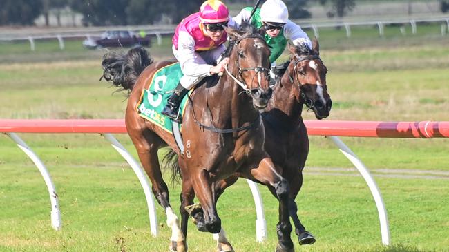 The Problem With will have blinkers for the first time when he competes at The Valley on Saturday. Picture: Racing Photos via Getty Images