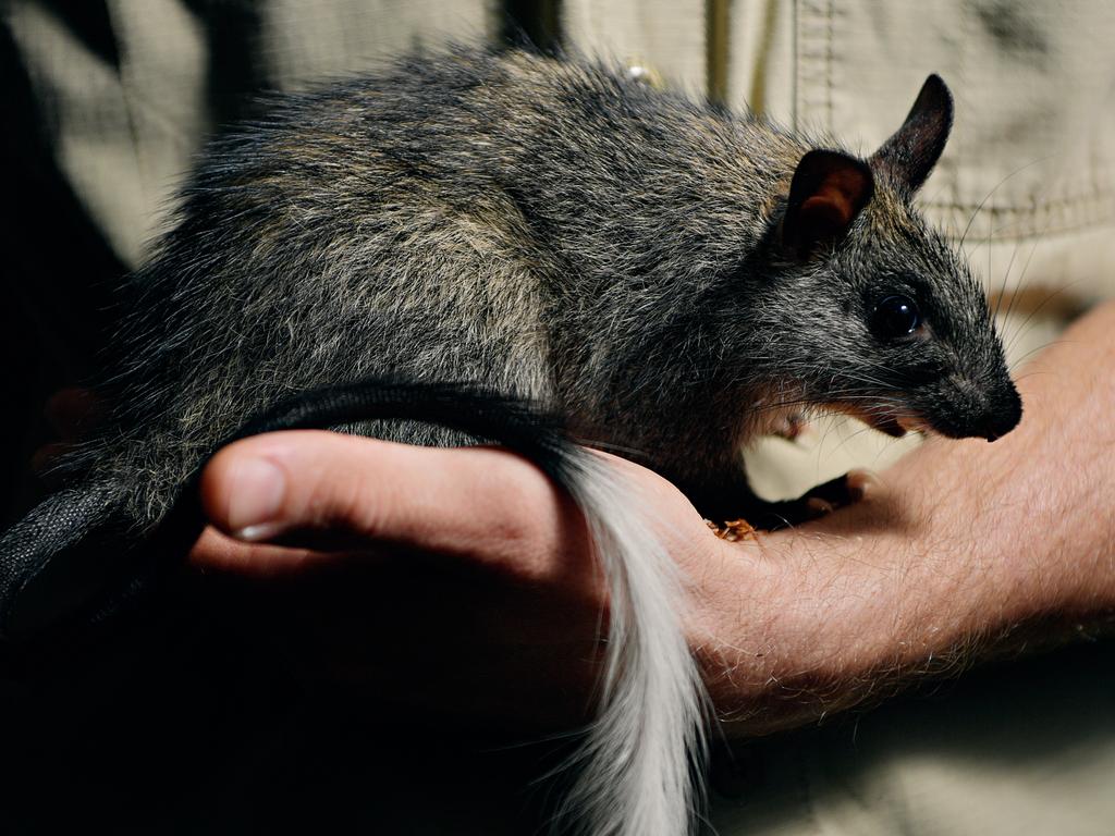 The black footed tree rat is a Top End native.