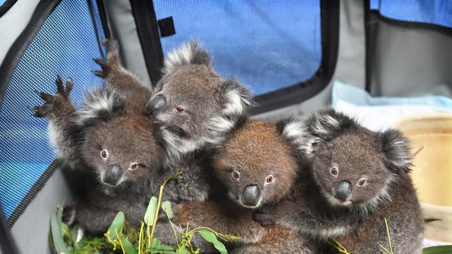 Four orphaned joeys. Picture: Tricia Watkinson