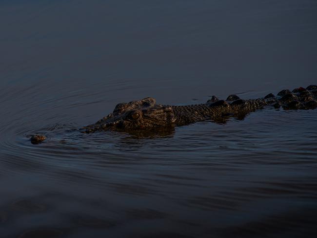 NT NEWS USE ONLY. Generic imagery of Kakadu National Park, Northern Territory. A crocodile swims in Yellow River.Picture: Che Chorley