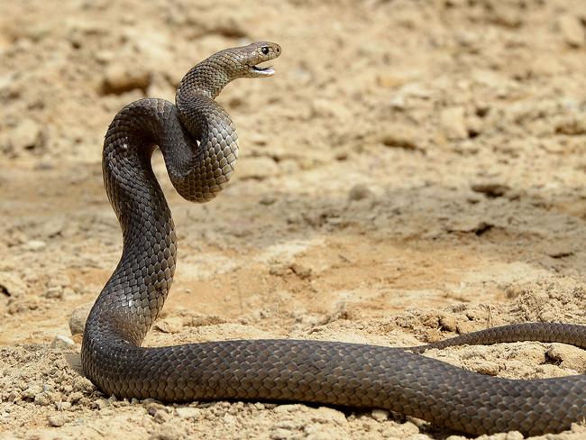 Eastern brown snake.