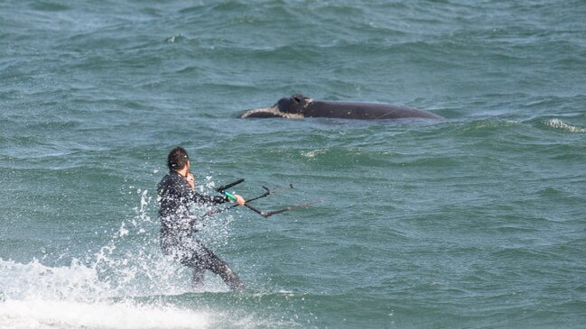 A man has been charged after allegedly kitesurfing too close to whales at Christies Beach.