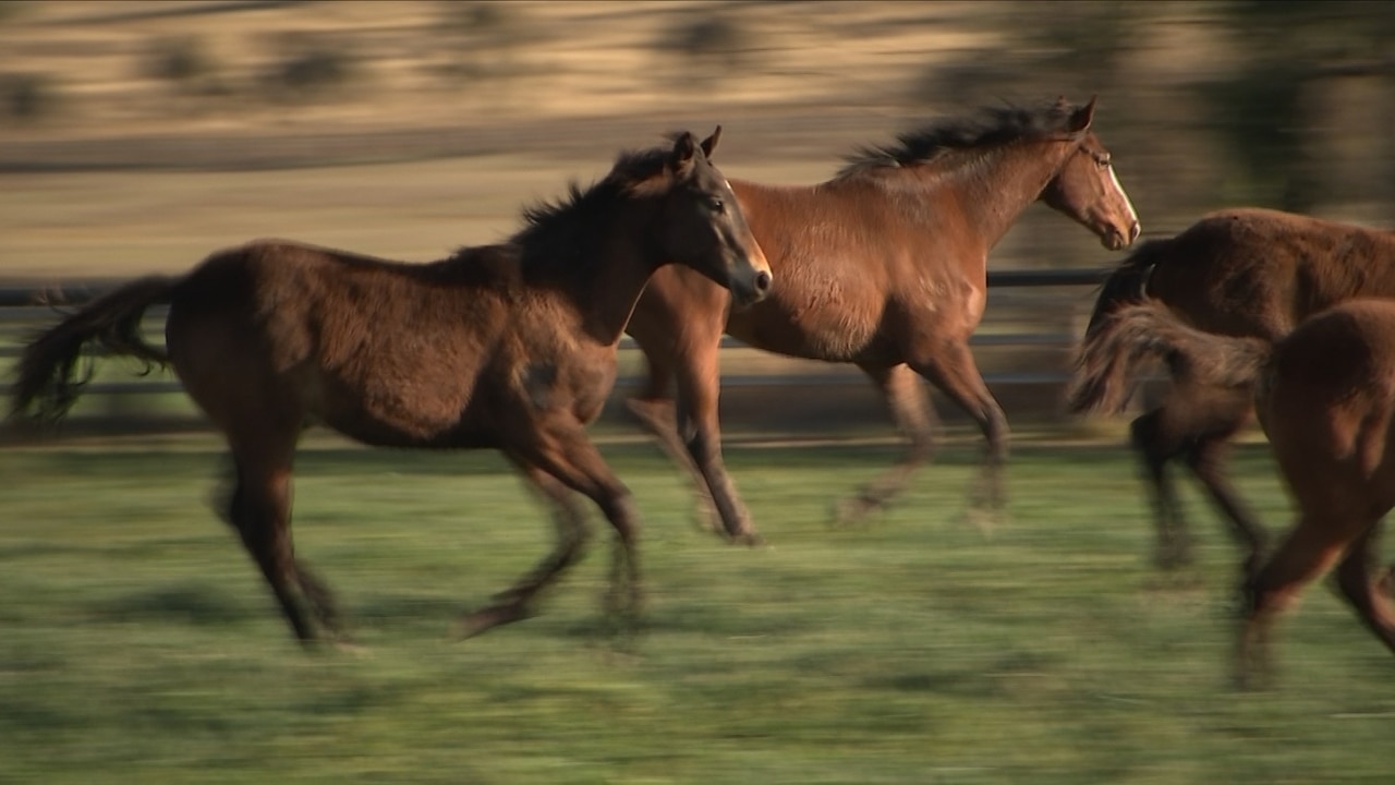 Investigation reveals hundreds of racehorses end up at abattoirs each year