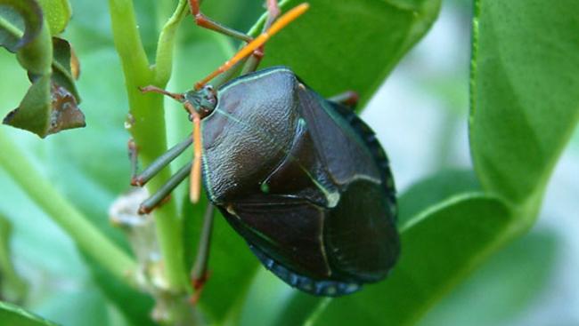 Yates Nature’s Way Citrus and Ornamental Spray could be just the shot against stink bugs.