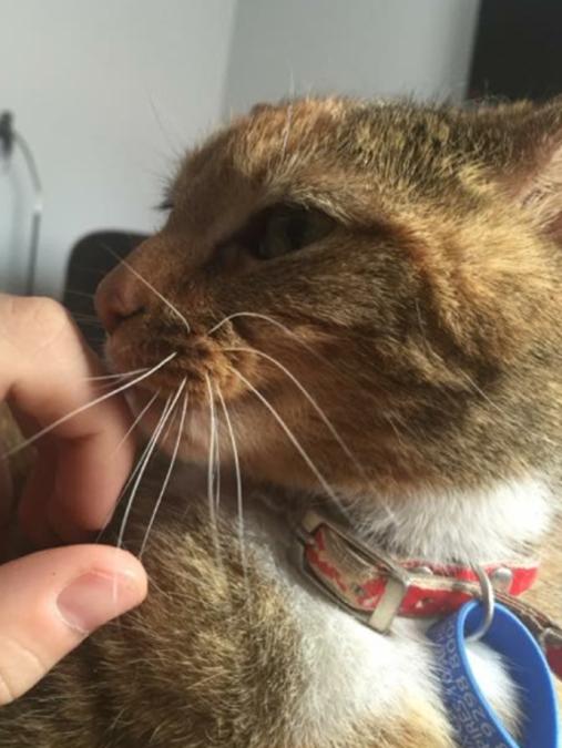 Mytzle acted as a therapy cat for the Pierce children. Picture: Supplied