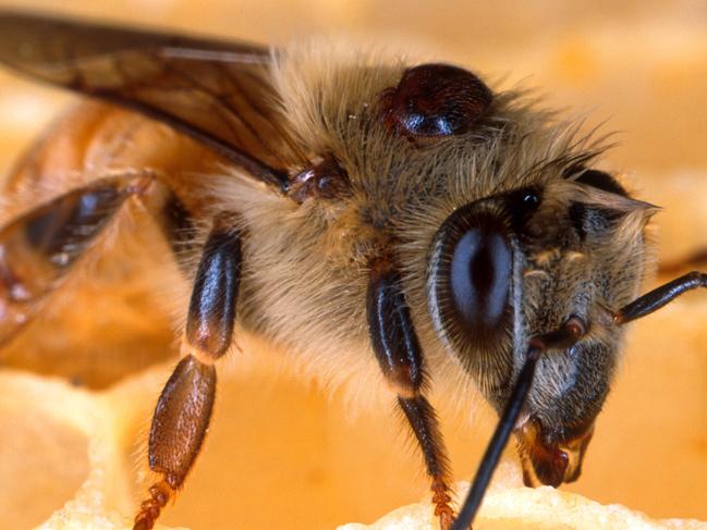 A deadly varroa mite on the back of a honey bee. Honeybee.