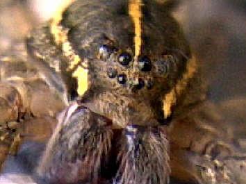 ## HAVE YOU /CHECKED COPYRIGHT /CLEARANCE ?? fishing spider (nicknamed the Terminator spider) that catches and eats fish. picJodi/Lea/Matheson arachnids spiders