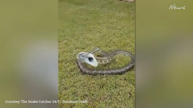 Large Python Attacks Queensland Snake Catcher