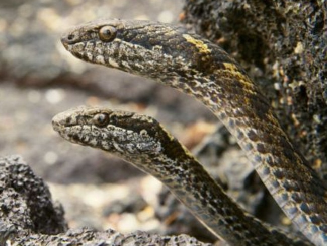 The racer snakes get ready to pounce.