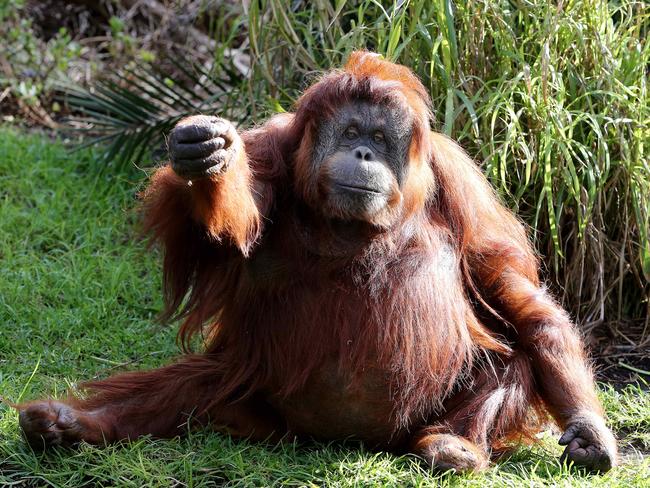 Adelaide Zoo’s beloved orang-utan Karta died hours after giving birth to a stillborn baby in January. Picture: Dylan Coker