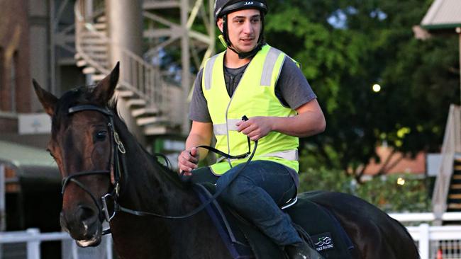 Provocative had a stroll around Eagle Farm on Tuesday. Picture: Annette Dew