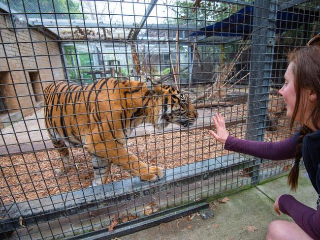 Georgie Greig with tiger Binjai. Picture: Jason Edwards