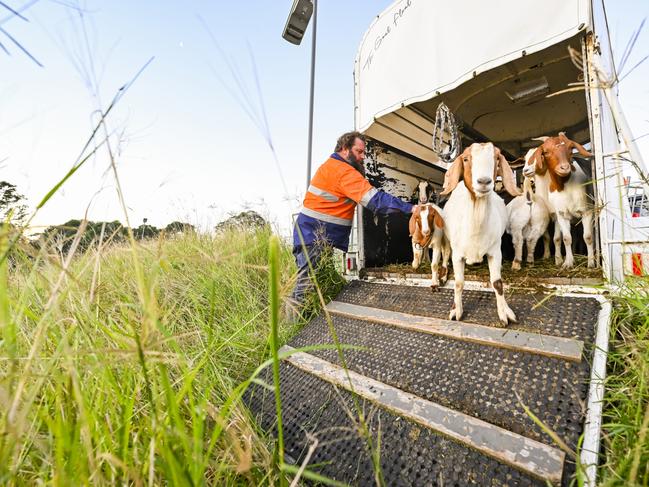 Sydney Metro have hired 20 goats to help control weeds around the Eastern Creek Precast Facility. Picture: Morris McLennan