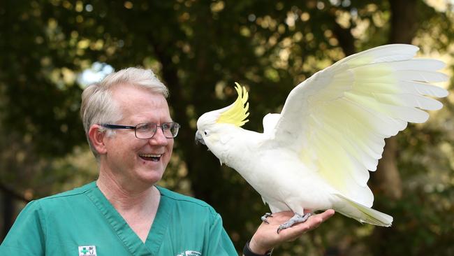 Currumbin Wildlife Hospital Vet Dr Michael Pyne with one of his first patients, Gandolf the Sulphur Crested cockatoo. Picture Glenn Hampson