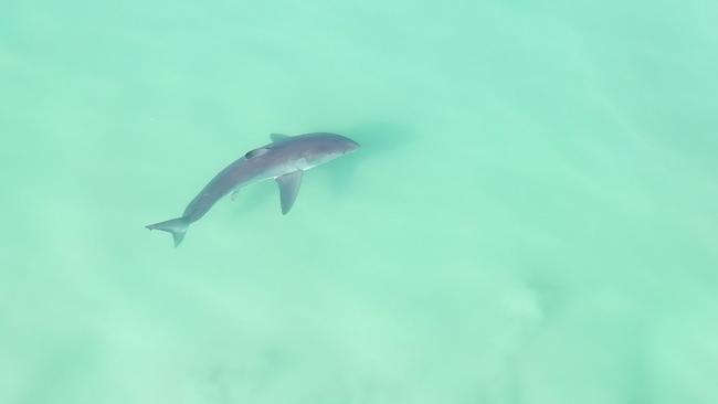 A great white shark is spotted swimming close to shore off the coast of Ballina in northern NSW. Picture: Madison Stewart