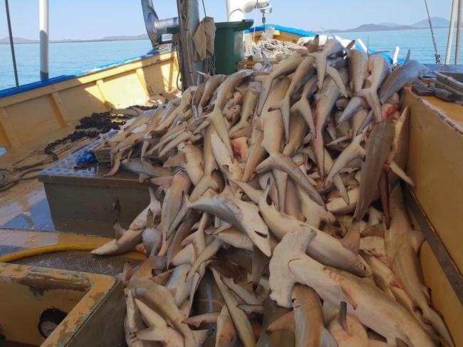 Disturbing imagery obtained by WWF-Australia in 2019 showing the destructive impact of commercial gill nets in the Great Barrier Reef World Heritage Area. Among the catch are species whose conservation status is of concern including hammerhead sharks, sawfish and a marine turtle. Picture: Contributed