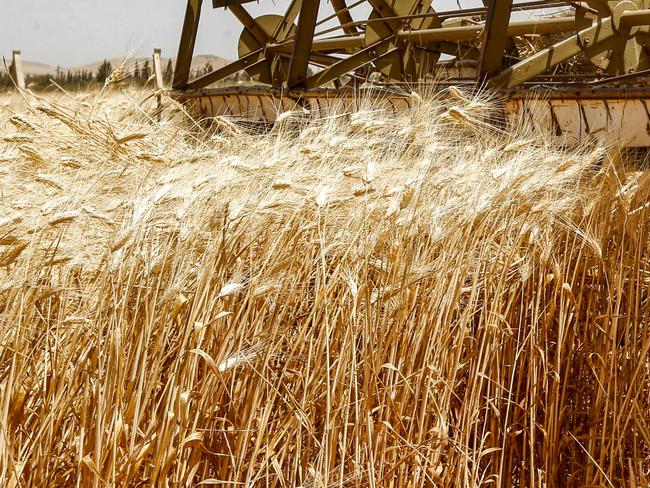 A combine harvests wheat in a field in the countryside of al-Kaswa, south of Syria's capital Damascus, on June 18, 2020. - Heavy rain and reduced violence provided a relief to Syrian farmers with a good harvest this year, as a tanking economy leaves millions hungry across his war-torn country. Prior to the outbreak of the conflict in 2011, Syria produced more than 4.1 million tonnes of wheat, enough to feed its entire population. But production plunged to record lows during the war, boosting reliance on imports, mainly from regime ally Russia. (Photo by LOUAI BESHARA / AFP)