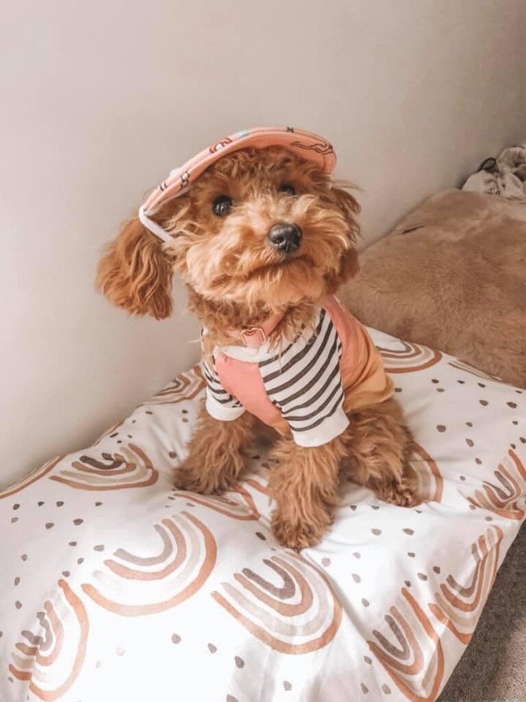 Honey is all about fashion. Picture: Jasmine Jaye Taylor.