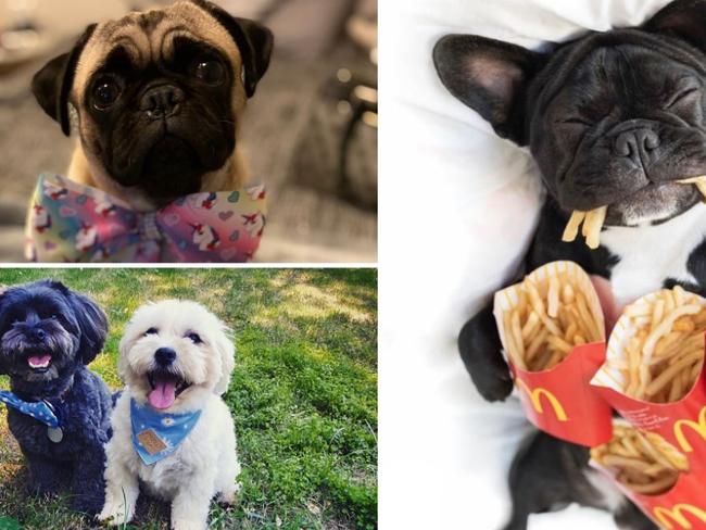 VOTE NOW: Queensland’s cutest dog finalists