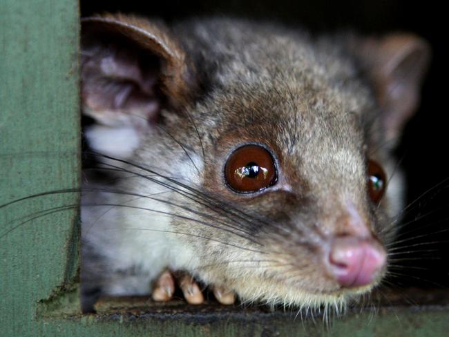 Nigel's Animal Rescue specialises in animal rescue and removal. A Ringtailed possum.