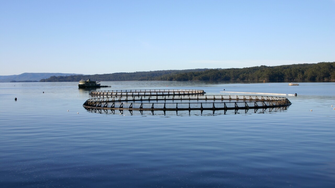 Federal govt to decide on whether Tasmania’s salmon farming industry needs overhaul